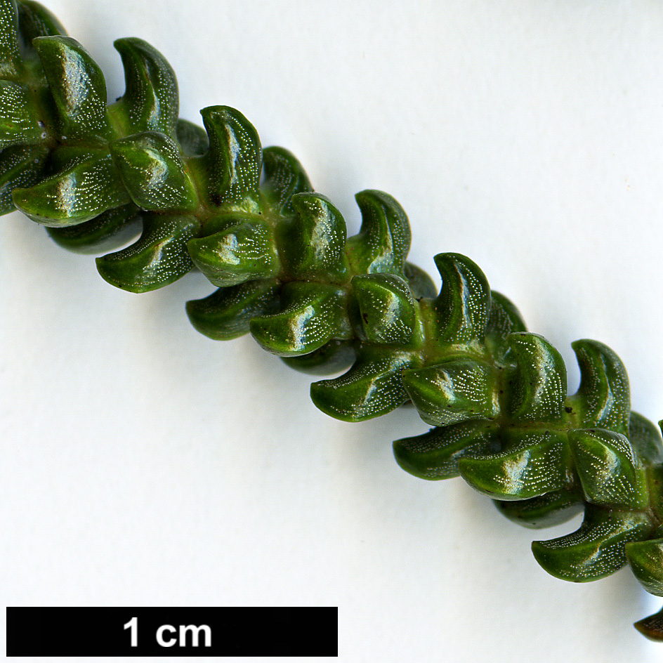 High resolution image: Family: Araucariaceae - Genus: Araucaria - Taxon: scopulorum